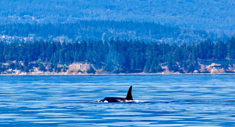 Orka groepsreis Canada Orka groepsreis Canada